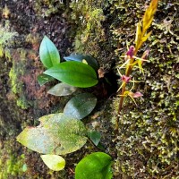 Cryptostylis arachnites (Blume) Hassk.